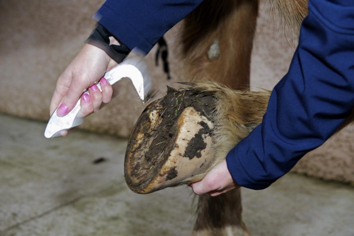 comment curer les pieds d un cheval_soins sabots