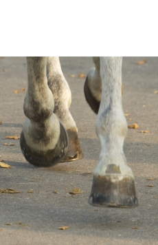 sabot cheval-anatomie sabot cheval-pied du cheval
